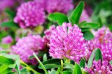 Red Clover 0,2 kg