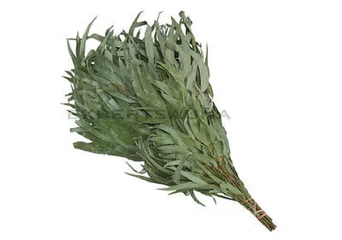 Pirtsslota Eikalipta