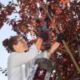 Cordless Branch Saw CSM 1815 18V 2.5Ah AL-KO 114023