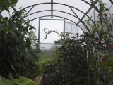 Greenhouse KLASIKA 6 (3x2m) with bases and 4mm polycarbonate